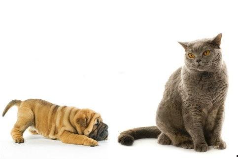 小猫逗小狗搞笑配音,喵星人与汪星人欢乐逗趣配音秀