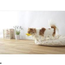 微博宠物网红,萌宠们的明星之路”